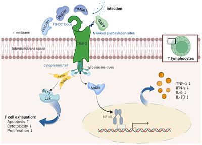 The role of TIM-3 in sepsis: a promising target for immunotherapy?